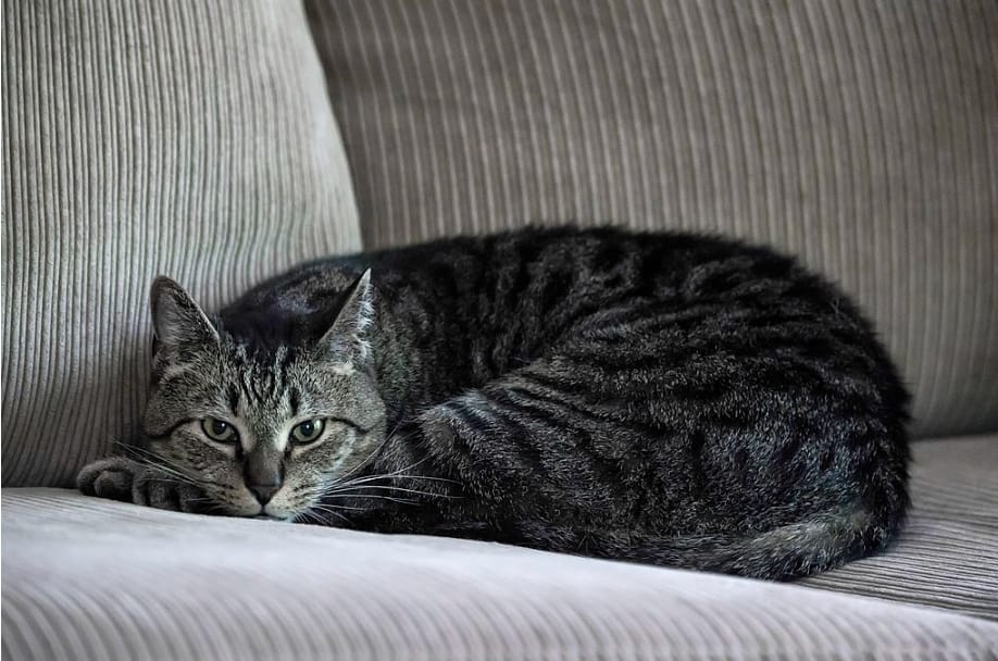 Train Your Pets To Stay Off Furniture